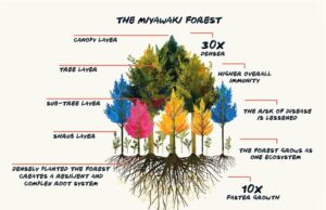 Miyawaki Tree Plantation: Greener Urban Living Miyawaki Tree Plantation