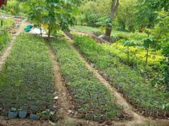 The Significant Benefits of Mango Tree Plantations tree plantation drive