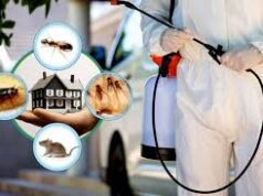 Reliable Termite Control Services in Lahore for Long-Term Protection termite control services in Lahore