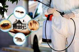 termite control services in Lahore1 termite control services in Lahore