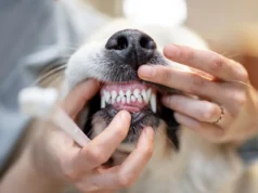 Essential Pet Dental Care Insights dog teeth cleaning