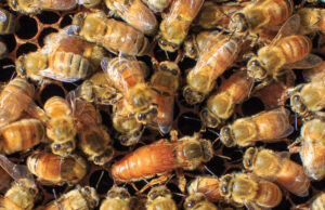 Live Bees for Sale AU – Order Honey Bees & Queen Bees Online bee for sale