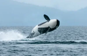 How Long Can Whales Hold Their Breath: Exploring the Science Behind Deep-Sea Survival how long can whales hold their breath