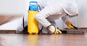 Rat Removal Trusted Safe Solution for Homes Today Rat Removal