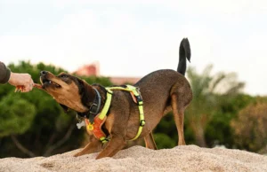 Private Training for Dogs That Teaches Impulse Control Indoors and Outdoors Private training for dogs