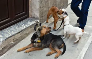 Looking for Dog Walking Services? Here’s How to Pick