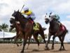 History of Indian Horse Racing and the Rise of the Club