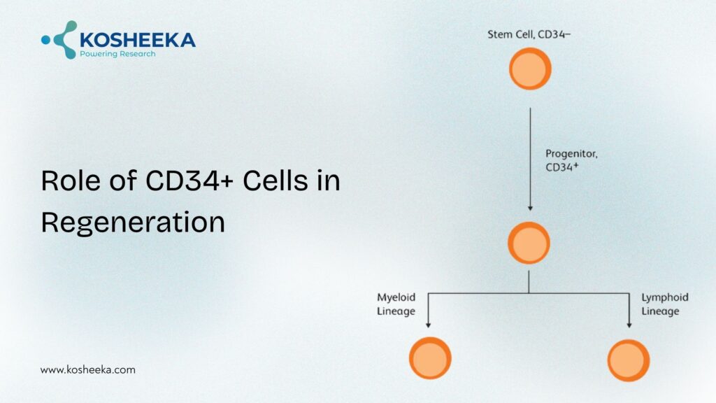 CD34-cells-in-regeneration