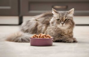Confused About What to Feed Your Cat? This Should Help. Confused About What to Feed Your Cat This Should Help