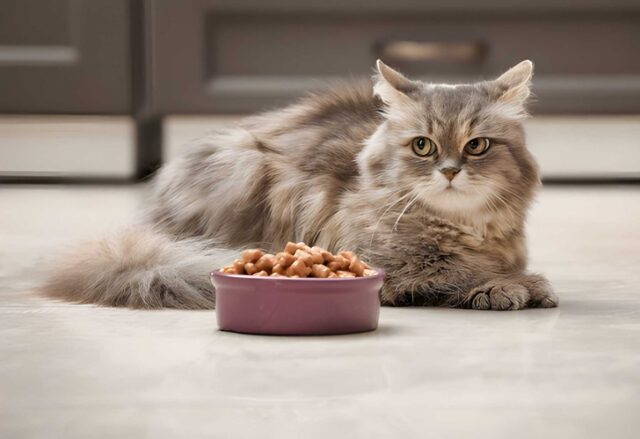 Confused About What to Feed Your Cat This Should Help