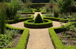 Benefits of Japanese Boxwood in Modern Landscaping Designs Japanese Boxwood