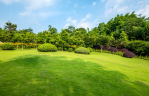 Creating an Outdoor Space That Feels Effortless and Alive Lawn and Garden