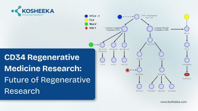 Role-of-CD34-cells-in-regeneration