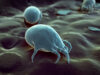 Top Practical and Effective Tips to Prevent Dust Mite Allergies Top Practical and Effective Tips to Prevent Dust Mite Allergies and Improve Respiratory Health for Adults and Children