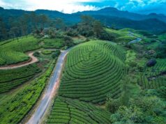 Plan Your Perfect Honeymoon in Munnar – A Complete Guide