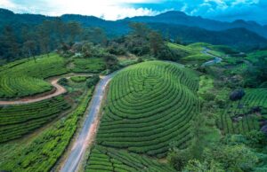 Plan Your Perfect Honeymoon in Munnar – A Complete Guide